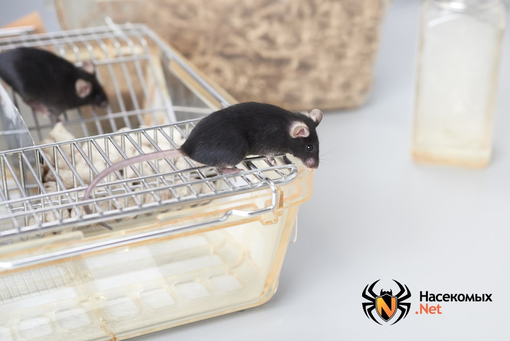 Что ищут черные мыши в наших домах?